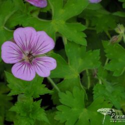 Geranium Havana Blues