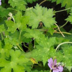 Geranium Havana Blues