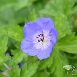 Geranium Jolly Bee