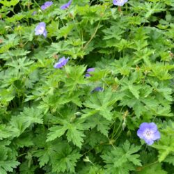 Geranium Jolly Bee