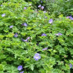 Geranium Jolly Bee