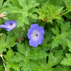 Geranium Jolly Bee