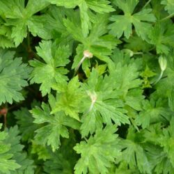 Geranium Jolly Bee