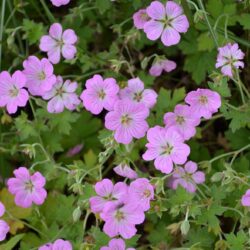 Geranium Mavis Simpson