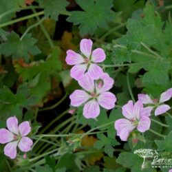 Geranium Mavis Simpson