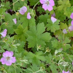 Geranium Mavis Simpson