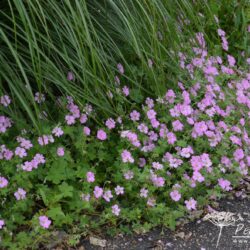 Geranium Mavis Simpson