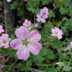 Geranium Mavis Simpson