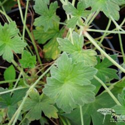 Geranium Mavis Simpson