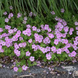 Geranium Mavis Simpson