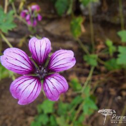 Geranium Sue Crug