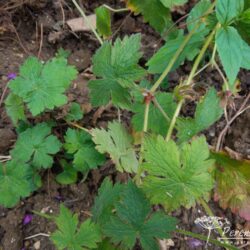 Geranium Sue Crug