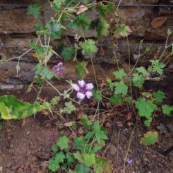 Geranium Sue Crug