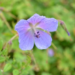 Geranium erianthum