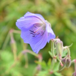 Geranium erianthum