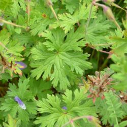 Geranium erianthum