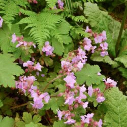 Geranium macrorrhizum Ingwersen's Variety