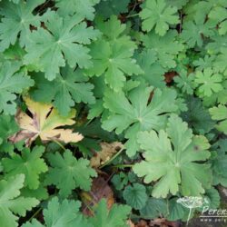 Geranium macrorrhizum Ingwersen's Variety