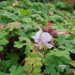 Geranium macrorrhizum Ingwersen's Variety