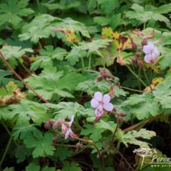 Geranium macrorrhizum Ingwersen's Variety