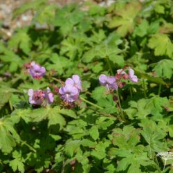 Geranium macrorrihzum Ingwersen's Variety