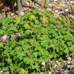 Geranium macrorrihzum Ingwersen's Variety