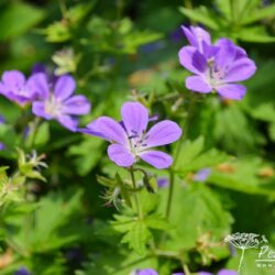 Geranium sylvaticum Mayflower