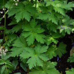 Geranium sylvaticum Mayflower