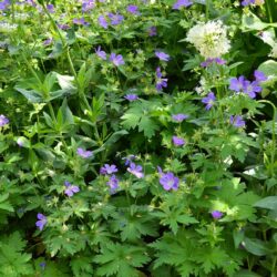 Geranium sylvaticum Mayflower