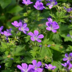 Geranium sylvaticum Mayflower