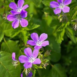 Geranium sylvaticum Mayflower