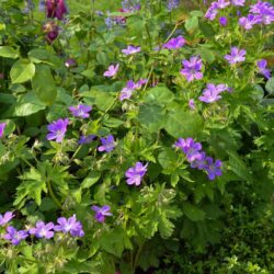 Geranium sylvaticum Mayflower