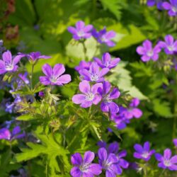 Geranium sylvaticum Mayflower