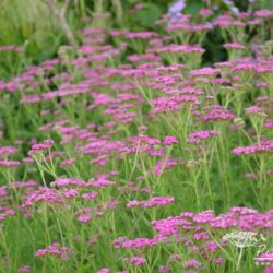 Achillea millefolium Lilac Beauty