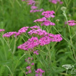 Achillea millefolium Lilac Beauty