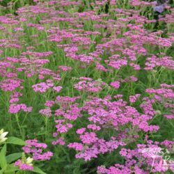 Achillea millefolium Lilac Beauty