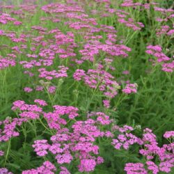 Achillea millefolium Lilac Beauty