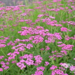 Achillea millefolium Lilac Beauty