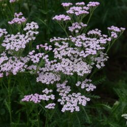 Achillea millefolium 'Lilac Beauty'