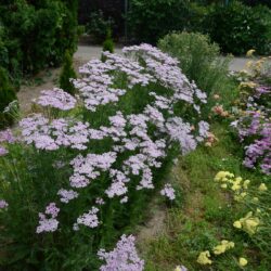 Achillea millefolium 'Lilac Beauty'