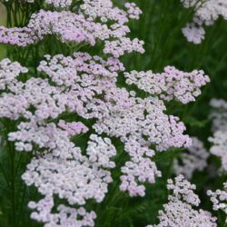 Achillea millefolium 'Lilac Beauty'