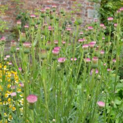 Cirsium Mount Etna