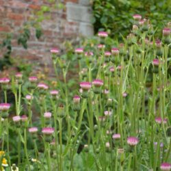 Cirsium Mount Etna