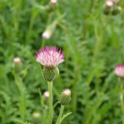 Cirsium Mount Etna