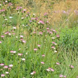 Cirsium Mount Etna