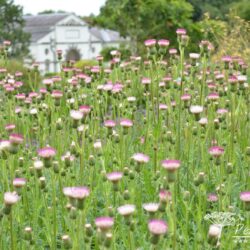 Cirsium Mount Etna