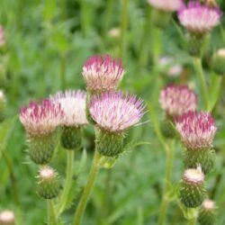 Cirsium Mount Etna