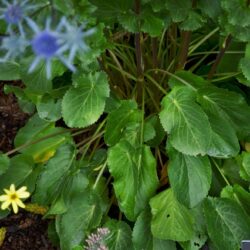 Eryngium planum Blaukappe