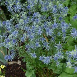 Eryngium planum Blaukappe