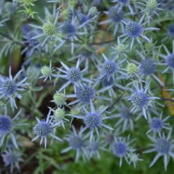 Eryngium planum Blaukappe